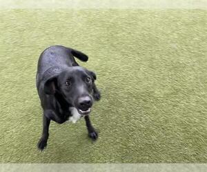 Labrador Retriever-Unknown Mix Dogs for adoption in Waco, TX, USA