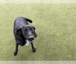 Small Labrador Retriever Mix