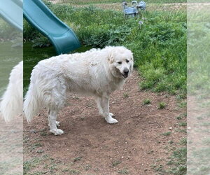 Hobie - Male Great Pyrenees Dog for Adoption - Photo #4