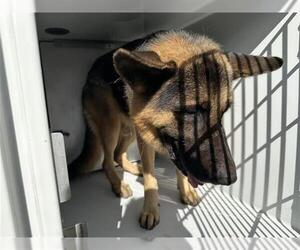 German Shepherd Dog-Unknown Mix Dogs for adoption in Houston, TX, USA