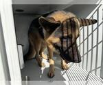 Small German Shepherd Dog Mix