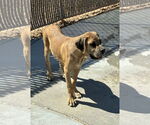 Small #2 Mastiff