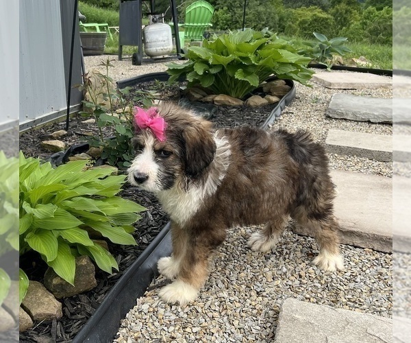 Medium Photo #3 Bernedoodle Puppy For Sale in DUNDEE, OH, USA