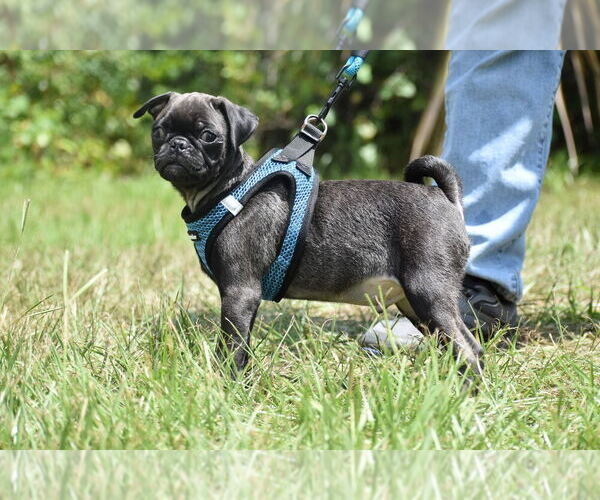 Medium Photo #4 Pug Puppy For Sale in PALM COAST, FL, USA