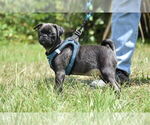 Small #3 Pug