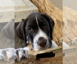Small Photo #8 German Wirehaired Pointer Puppy For Sale in GRANDVIEW, WA, USA