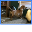 Small Photo #1 Dachshund Puppy For Sale in CHELSEA, OK, USA