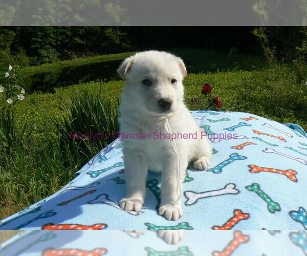 Medium Photo #4 German Shepherd Dog Puppy For Sale in PIEDMONT, MO, USA