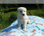 Small #3 German Shepherd Dog