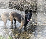 Small Photo #2 Belgian Malinois Puppy For Sale in CASCADE, WI, USA
