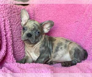 French Bulldog Puppy for sale in BOSTON, MA, USA