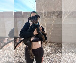 Ori-Pei Dogs for adoption in Los Lunas, NM, USA