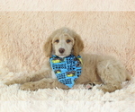 Small Photo #1 Poodle (Standard) Puppy For Sale in HOMELAND, CA, USA