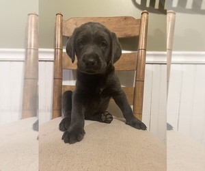 Labrador Retriever Puppy for sale in BROGUEVILLE, PA, USA