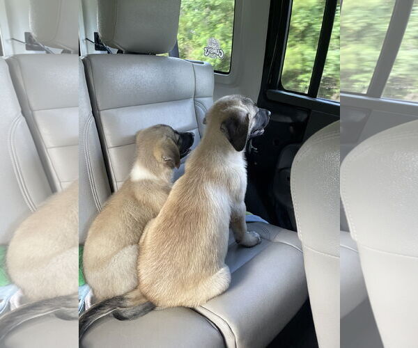 Medium Photo #6 Mutt Puppy For Sale in The Woodlands, TX, USA
