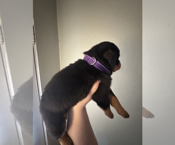 Medium Photo #2 Rottweiler Puppy For Sale in BELLEVILLE, IL, USA