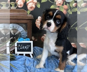 Cavalier King Charles Spaniel Puppy for sale in ABILENE, TX, USA
