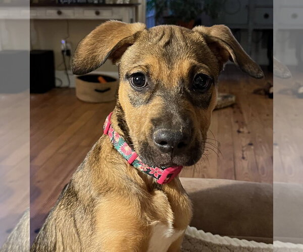 Medium Photo #7 Mutt Puppy For Sale in Rural Hall, NC, USA