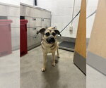 *ENDORA - Female Chinese Shar-Pei-German Shepherd Dog Mix Dog for Adoption - Small photo