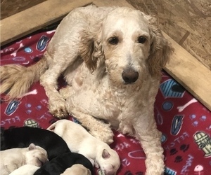 Mother of the Goldendoodle-Labrador Retriever Mix puppies born on 10/24/2019