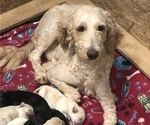 Small Photo #1 Goldendoodle-Labrador Retriever Mix Puppy For Sale in MILLERSBURG, OH, USA