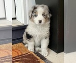 Small #7 Australian Shepherd