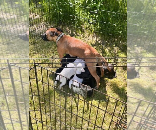 Medium Photo #5 Staffordshire Bull Terrier Puppy For Sale in WASILLA, AK, USA