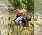 Small #4 Staffordshire Bull Terrier