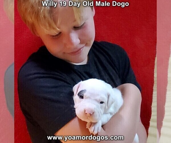 Medium Photo #25 Dogo Argentino Puppy For Sale in JANE, MO, USA