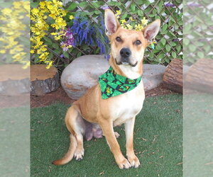 Mutt Dogs for adoption in Oklahoma City, OK, USA