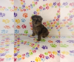 Medium Poodle (Toy)-Yorkshire Terrier Mix