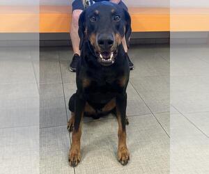 Doberman Pinscher Dogs for adoption in Rancho Cucamonga, CA, USA