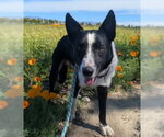 Small #3 Border Collie Mix