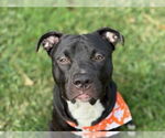 Small #1 American Pit Bull Terrier