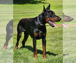 Small #22 Doberman Pinscher