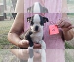 Small Photo #9 Boston Terrier Puppy For Sale in CALDWELL, TX, USA
