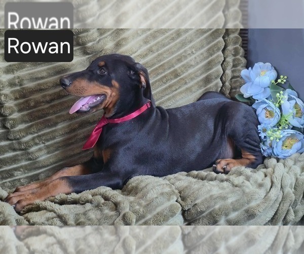 Medium Photo #2 Doberman Pinscher Puppy For Sale in POMEROY, OH, USA