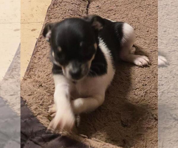 Medium Photo #6 Chihuahua Puppy For Sale in SPRINGFIELD, OH, USA