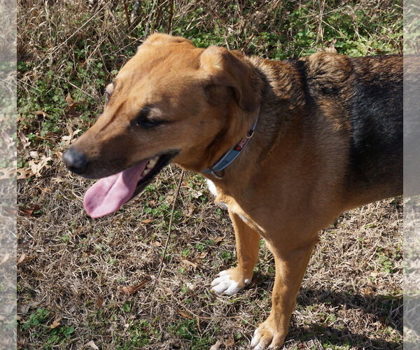 Medium Photo #12 Mutt Puppy For Sale in Garner, NC, USA