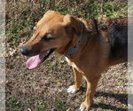 Small Photo #12 Mutt Puppy For Sale in Garner, NC, USA