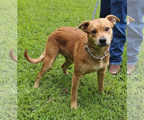 Medium Photo #11 Labrador Retriever-Unknown Mix Puppy For Sale in Talladega, AL, USA