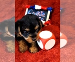 Small #1 Yorkshire Terrier