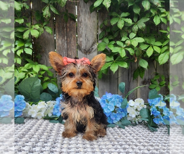 Medium Photo #8 Yorkshire Terrier Puppy For Sale in INDIANAPOLIS, IN, USA