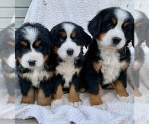 Bernese Mountain Dog Puppy for sale in BROADWAY, VA, USA