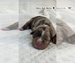 Small Photo #6 Miniature Australian Shepherd Puppy For Sale in NEW PORT RICHEY, FL, USA