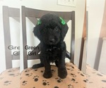 Puppy Green Girl Irish Doodle-Miniature Bernedoodle Mix