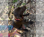 Small Photo #3 German Shorthaired Pointer Puppy For Sale in WINNSBORO, TX, USA