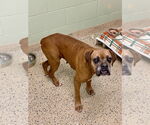 Small #1 Boxer