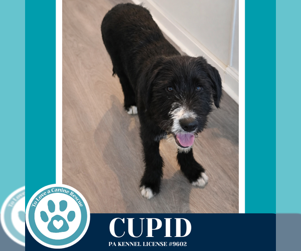 Medium Photo #1 Labrenees Puppy For Sale in Kimberton, PA, USA