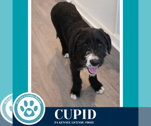 Labrenees Dogs for adoption in Kimberton, PA, USA